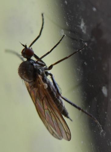 Réf. 280 088 : Empis sp.